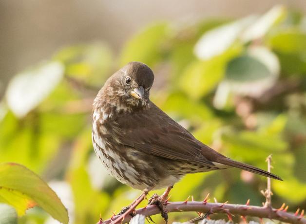 Fox Sparrow perched on a thorned branch in partial sunlight