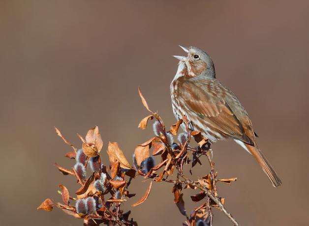 Fox Sparrow with its head tipped back, beak open as it sings while perched on a branch. 