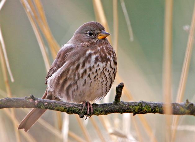 Fox Sparrow perched on a branch