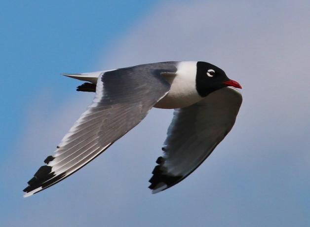 Franklin's Gull in flight showing grey wings on the downstroke, the white body and black head with red beak.