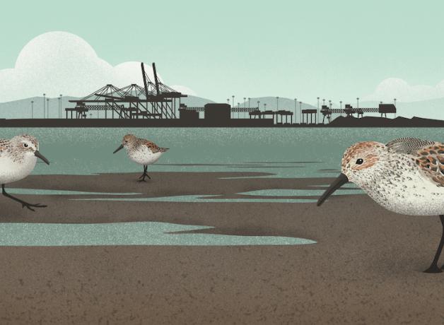 Sandpipers