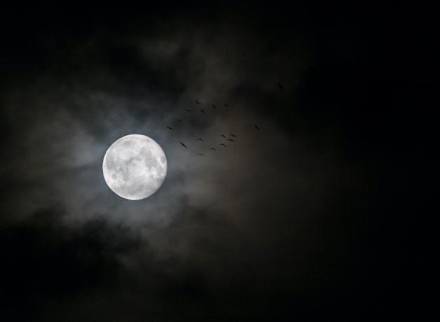 Full moon with silhouettes of migrating birds