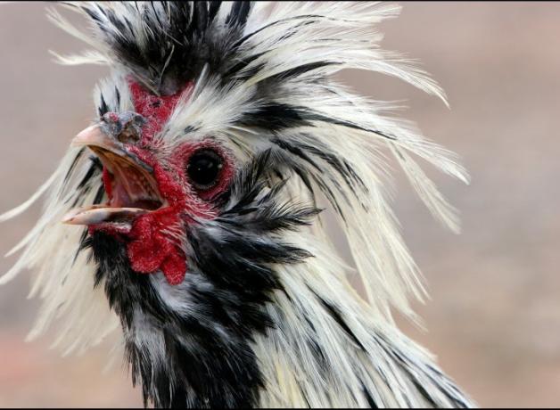 A funky chicken