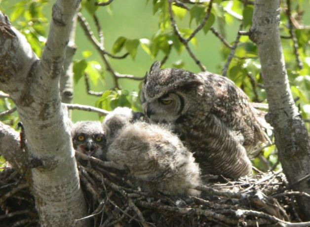 Great Horned Owl at nest with chicks