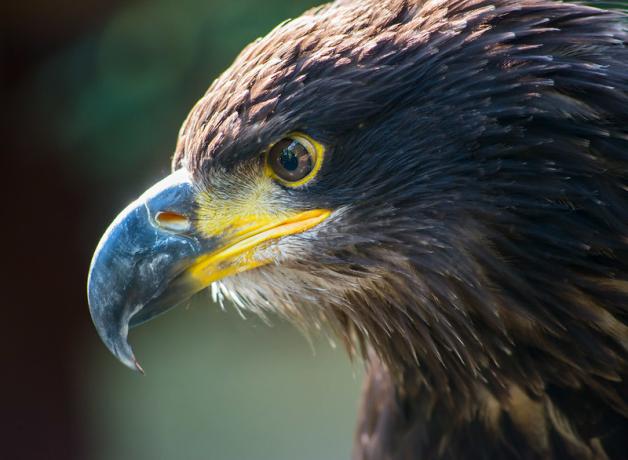 Golden Eagle