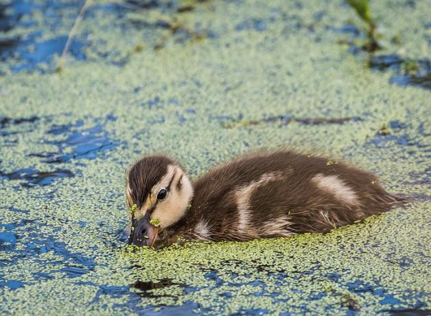 Gadwall duckling swimming and "dabbling" its beak into the water