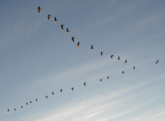 Geese flying in "V" formation
