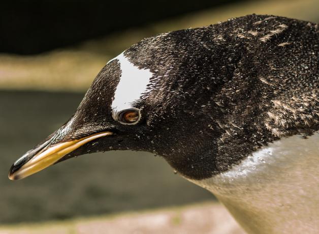 Gentoo Penguin, showing water droplets on its fine feathers