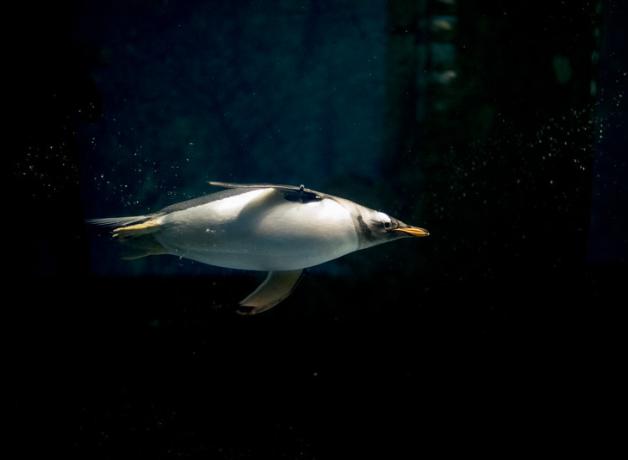 A Gentoo Penguin in dark water, swimming toward the right of the image, its body lit by filtered light from above.