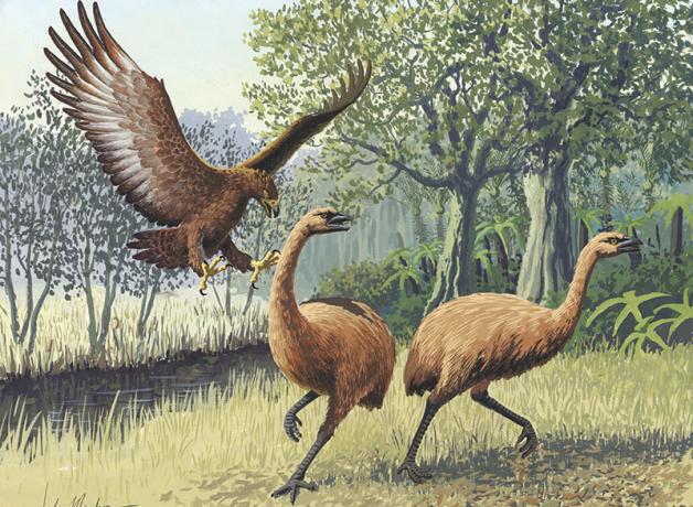 Illustration of a giant eagle attacking Moa birds in New Zealand