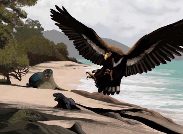 Illustration of a Gigantohierax (extinct genus of eagles) swooping down toward seals on a beach 