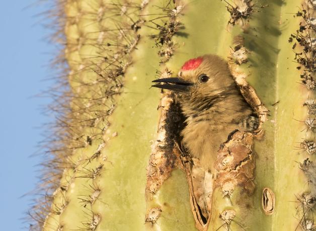 Gila Woodpecker nesting in Saguaro cactus