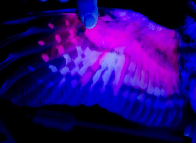 A Northern Saw-whet Owl's wing seen under UV light.
