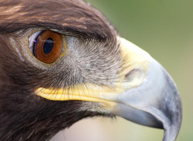A Golden Eagle in profile showing large golden brown eye and sharp curved beak