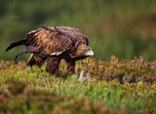 Golden Eagle