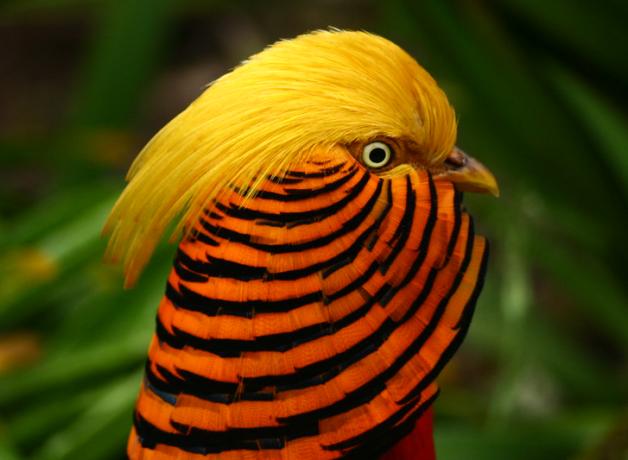 A bird in profile, showing its vivid orange and black striped neck feathers, with a bright gold crest flowing back from the top of its head