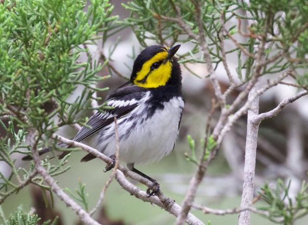 Golden-cheeked Warbler male