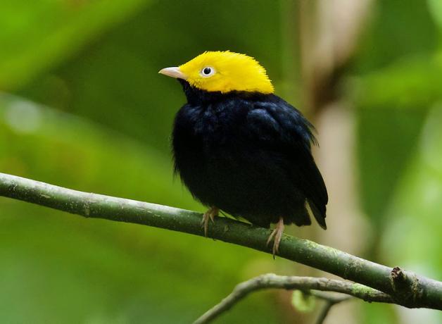 A Golden-headed Manakin on a slender diagonal branch with greenery in the background 