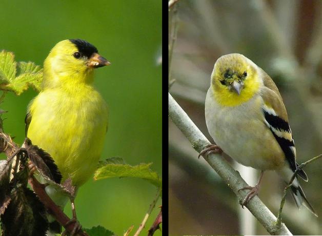 Goldfinch, molt comparison