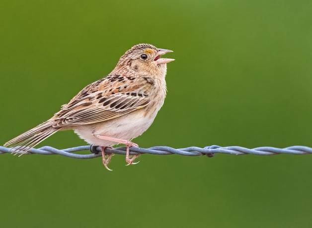 A Grasshopper Sparrow sitting on a narrow wire fence, against a green background