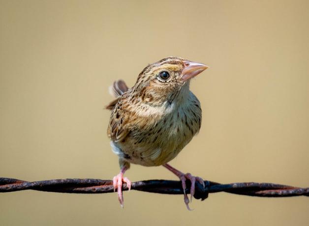 Grasshopper Sparrow perched on a wire