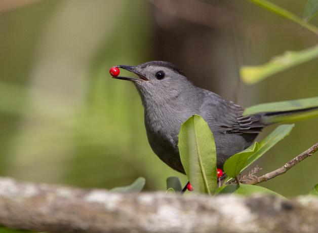 Gray Catbird perched in greenery, a red berry held in its beak