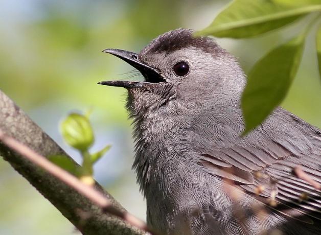 Birds That Sound Like Cats | BirdNote