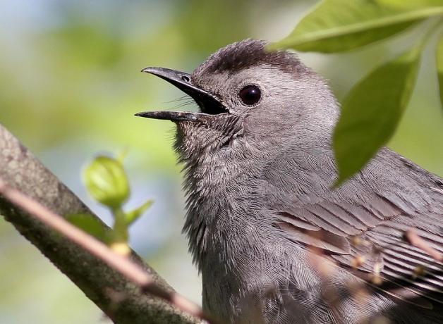 A Gray Catbird with soft light gray plumage and dark eye, its short sharp beak open as it calls