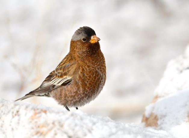 Gray-crowned Rosy Finch on snow-covered basalt cliffs