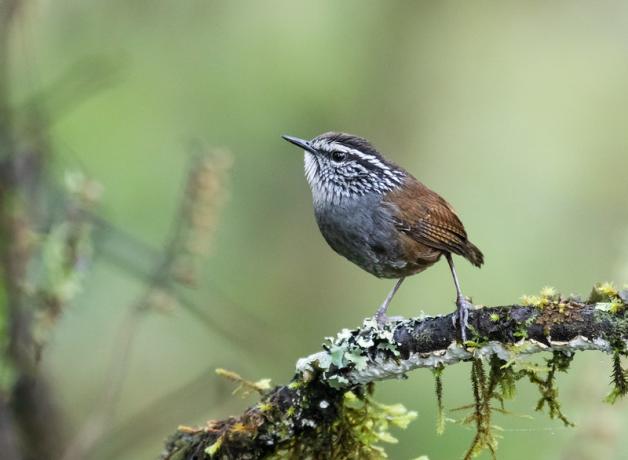 Gray-breasted Wood-Wren in Oaxaca, Mexico