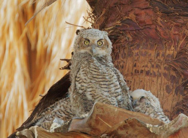 Great Horned Owl nestling