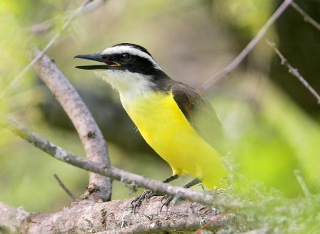 Great Kiskadee calling