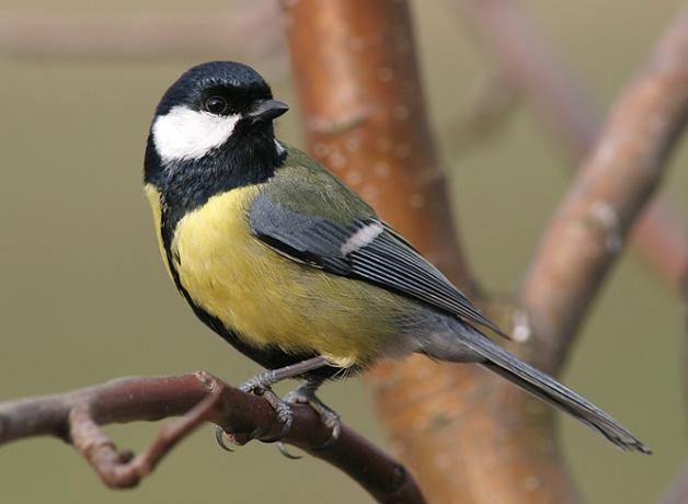 Great Tit, common European bird