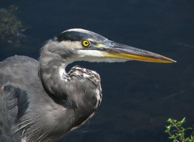 Great Blue Heron, its neck curved back above its chest, head displaying a gleaming yellow eye and long narrow sharp beak.