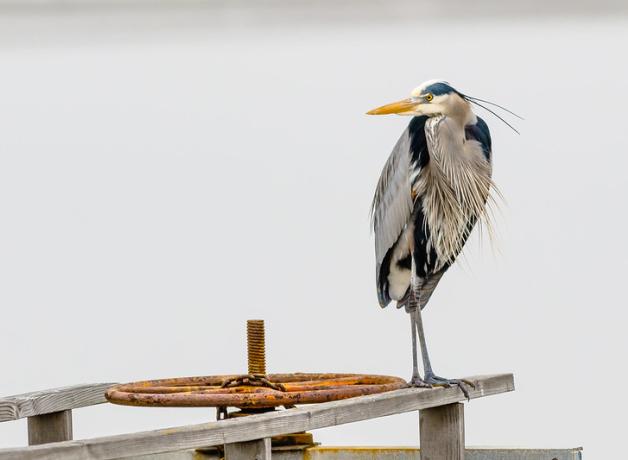 Great Blue Heron standing alone on a dock 