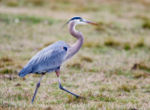 Great Blue Herons on Land | BirdNote