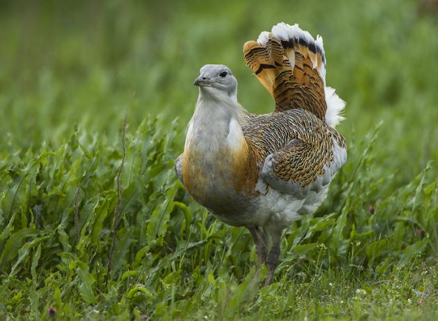 A Great Bustard with his grey head and wispy beard contrasting with the brindled reddish brown and black wing, back, and tail feathers. The Great Bustard is standing amidst vivid greenery and his tail is turned up at a sharp angle.