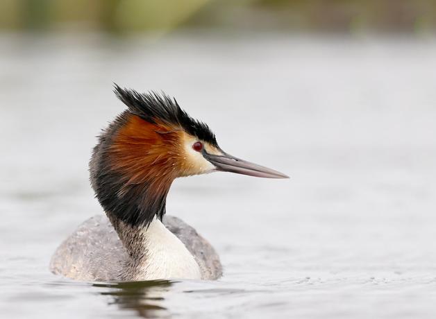 A bird floats on calm water and looks to its left, showing a long narrow beak, a black head with red orange feathers on the sides and a black crest atop its head.