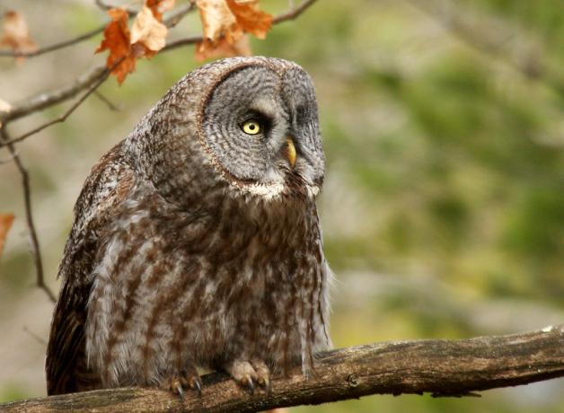 Great Gray Owl sitting on a branch 