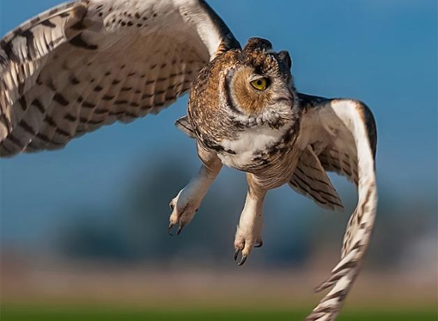 Great Horned Owl in flight toward the camera
