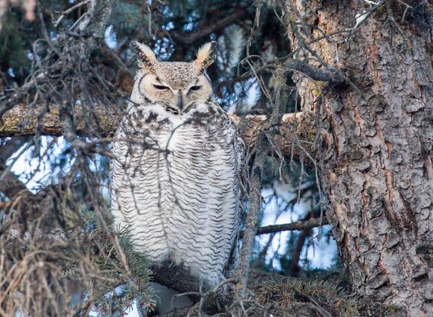 Great Horned Owl perched in tree