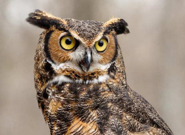 Great Horned Owl
