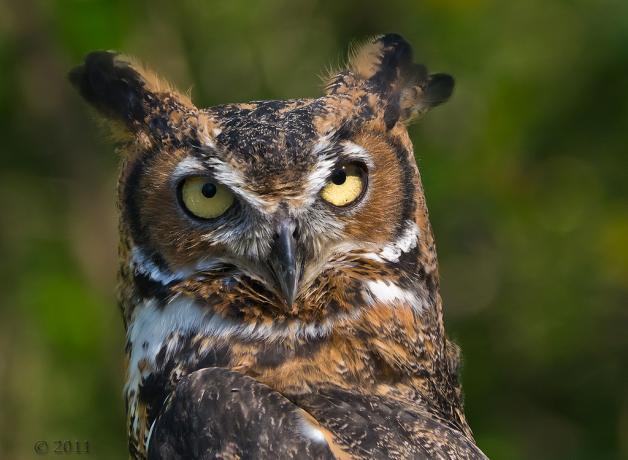 Great Horned Owl
