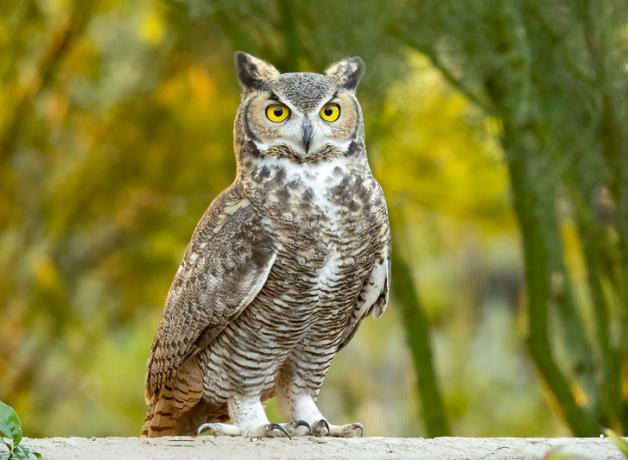 Great Horned Owls in the Neighborhood | BirdNote