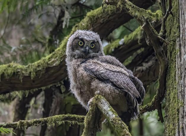 A Great Horned Owl fledgling perched on a mossy branch