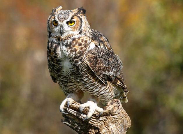 Great Horned Owl perched on snag
