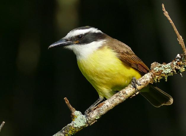 A small bird with yellow breast, brown back, and horizontal black stripe across its cheek is perched on a branch.