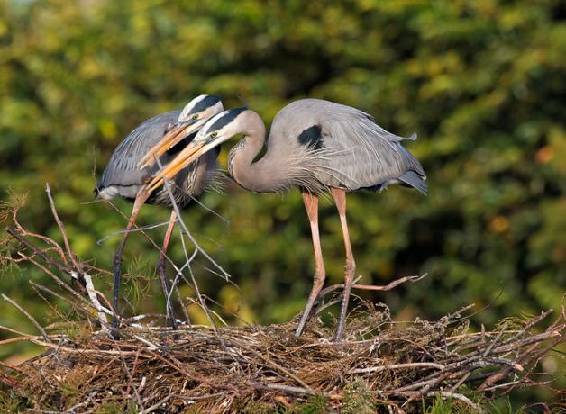 Great Blue Heron pair building nest