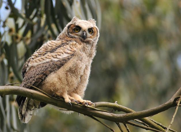 Great Horned Owl fledgling