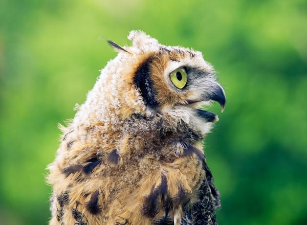 Great Horned Owl juvenile